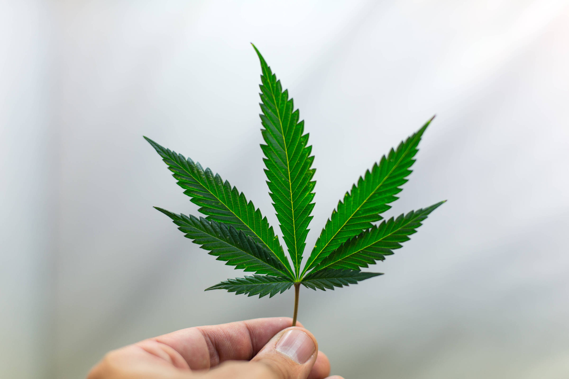 Anvisa quer dar aval para cultivo de maconha para remédios e pesquisa